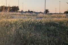 Erba alta e incuria nell'area di parcheggio di Conca dei Monaci