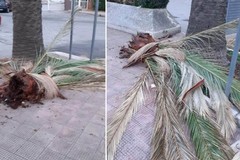 «Spero non si offenda nessuno se sostengo che Bisceglie è come una zona di guerra»