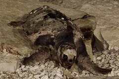 Carcassa di tartaruga avvistata sulla litoranea di Ponente