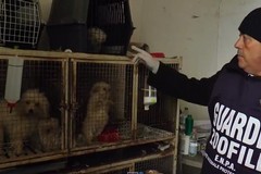 Tutela del benessere di cani e gatti: si inaspriscono i controlli