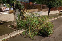 Cade un grosso ramo in via Salvemini