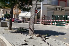 Albero abbattuto da un furgone in viale Calace