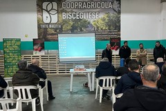 Bisceglie, un corso per i cerasicoltori: focus su cracking, coperture e varietà precoci