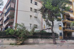 Caduto ramo di pino in via Di Vittorio a Bisceglie