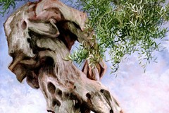 "L'ulivo come poesia": a Bisceglie l'incontro con l'artista Enzo Morelli
