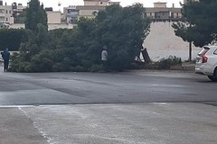 Cade albero in Carrara Santa Maria, Spina: «Un altro dramma evitato»