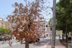 Pro Natura denuncia: «I lecci piantati in via Di Vittorio sono già secchi»