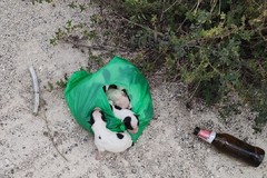 Orrore in zona BiMarmi, cuccioli abbandonati in un sacchetto di plastica