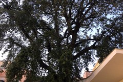 Intervento di potatura per il leccio monumentale di corso Umberto I
