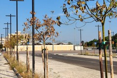 L'allarme di Pro Natura: «Rischio desertificazione urbana a Bisceglie»