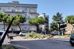 Iniziati gli abbattimenti dei pini in via Giuseppe Di Vittorio - LE FOTO