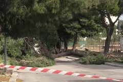 12enne morta schiacciata da un albero, Sinistra Italiana: «È il momento del dolore, non degli sciacalli»