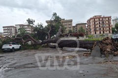 Caduto un Pino nel Seminario a Bisceglie: nessuno ferito