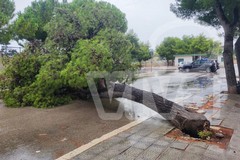 Albero caduto in via Calce, Preziosa: «La fortuna è diventata l’unico piano di sicurezza»