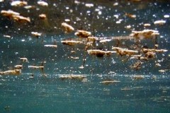Scarsa presenza di alga tossica a Bisceglie