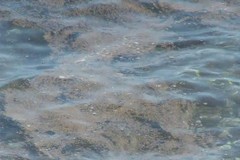 Alga tossica, presenza molto abbondante a Bisceglie