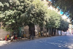 «È più di tre anni che non potano le querce in piazza San Francesco»