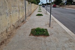 Spazio Civico Bisceglie: «Ora Bisceglie ha un piano di gestione del verde urbano?»