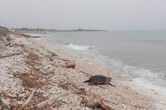 Tartaruga spiaggiata sulla costa biscegliese