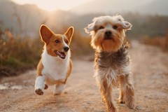 A via la seconda edizione di "Cani in Passerella"