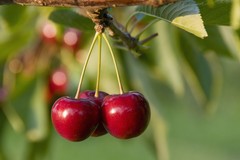 «Manca manodopera nei campi per la raccolta delle ciliegie»