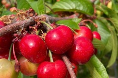 Inizia la raccolta delle ciliegie primizie a Bisceglie