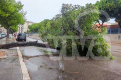 Altro albero caduto nei pressi della scuola Monterisi