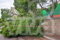 Maltempo: cade un albero alla scuola Monterisi