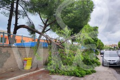 Albero caduto alla scuola Monterisi: la polemica