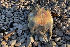Carcassa di tartaruga rinvenuta alla Spiaggia del Pretore