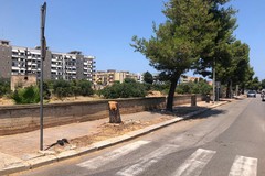 «Mattanza di alberi, Bisceglie da bandiera nera. Presenteremo un esposto in Procura»