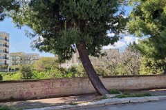 Alberi, Spazio Civico: «Le nostre segnalazioni non sono mai state ascoltate»