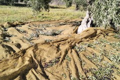Nuovo furto di olive sventato dalle Guardie Campestri di Bisceglie