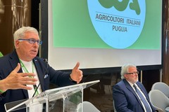 Xylella, Sicolo (Cia): «Si sta giocando col fuoco, a rischio Bari, Bat e nord Puglia»