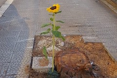 Dalle ceneri dei pini ai girasoli: l’iniziativa di un gruppo anonimo di biscegliesi su via Di Vittorio