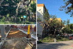 Verde pubblico, Angarano: «Ripresi gli interventi programmati di potatura e messa in sicurezza»