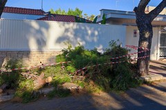 Crolla un ramo di pino in viale Ponte Lama a Bisceglie