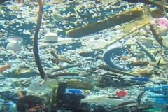 Più pesci o più plastica? Il videoreportage dei 5 stelle nel mare di Bisceglie