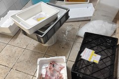 Intensificati i controlli amministrativi su ristorazione e commercio ittico