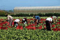Agricoltura, Confagricoltura Bari-BAT: «Reclutamento manodopera prioritario per garantire i raccolti»