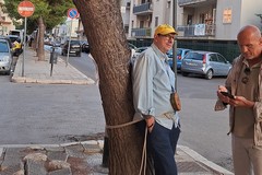 Taglio degli alberi a Bisceglie, Legambiente critica l’amministrazione