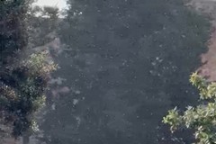 Invasione di moscerini a Bisceglie: numerose le segnalazioni