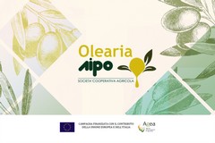 Monitoraggio della mosca dell'olivo, bollettino fitosanitario del 26 settembre