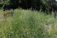 «L'erba è alta oltre due metri». Pro Natura denuncia l'abbandono di Orto Schinosa