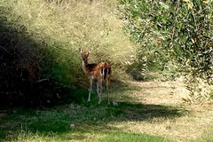 Un giovane daino avvistato sulla Bisceglie-Molfetta: l'appello del Wwf per rintracciarlo