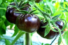 Pomodoro nero