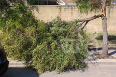 Ennesimo ramo spezzato a Bisceglie