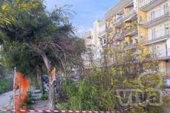 La denuncia di Spazio Civico: «Bisceglie non ha ancora un censimento del verde pubblico»