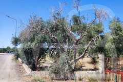 Nuovo olivo positivo alla Xylella a Bisceglie