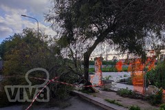 Zona 167, cede un grosso ramo di albero in via Alceo Dossena